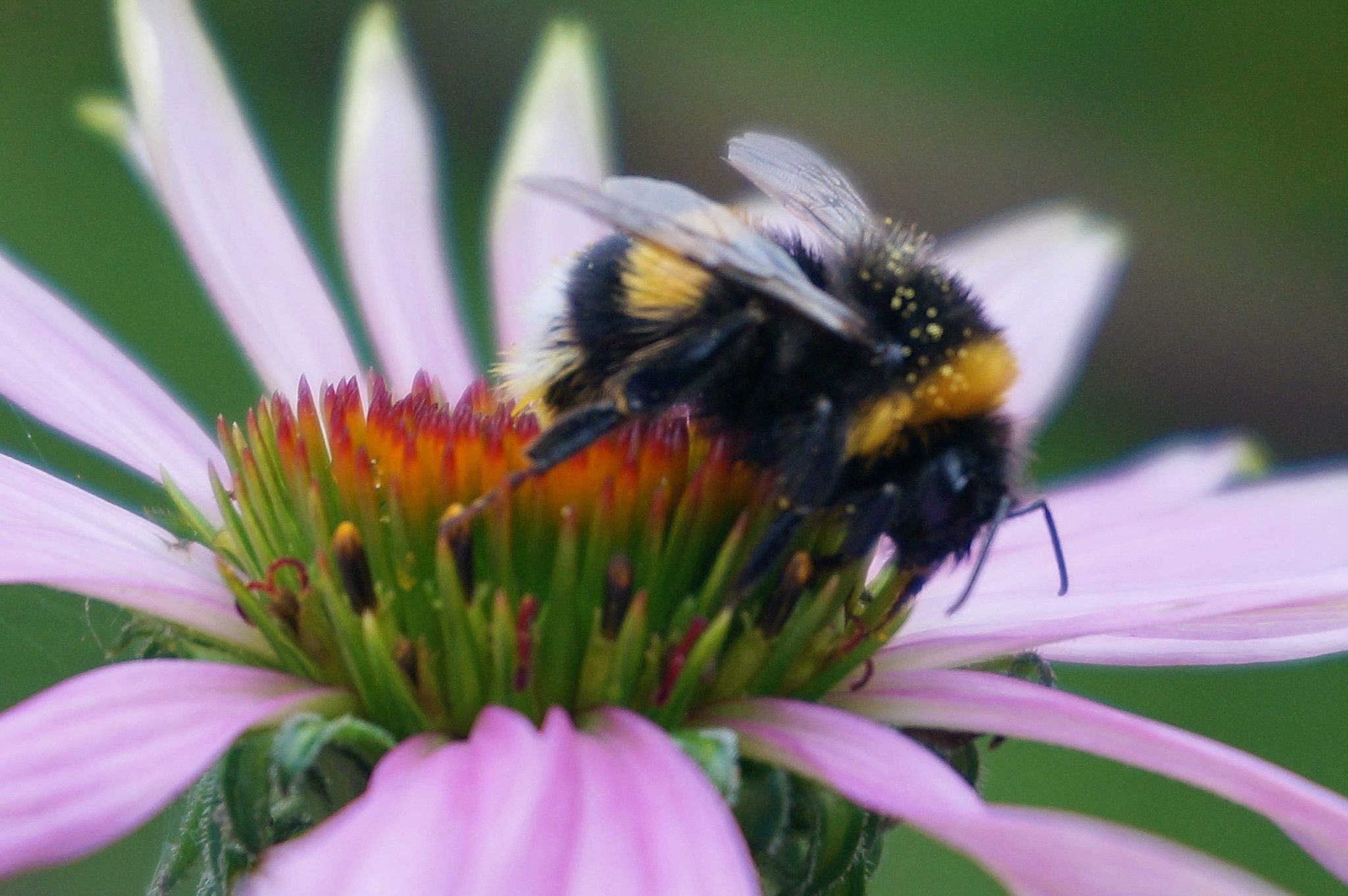 Close-up of a bumblebee collecting pollen from a pink coneflower, with orange center and purple petals visible.