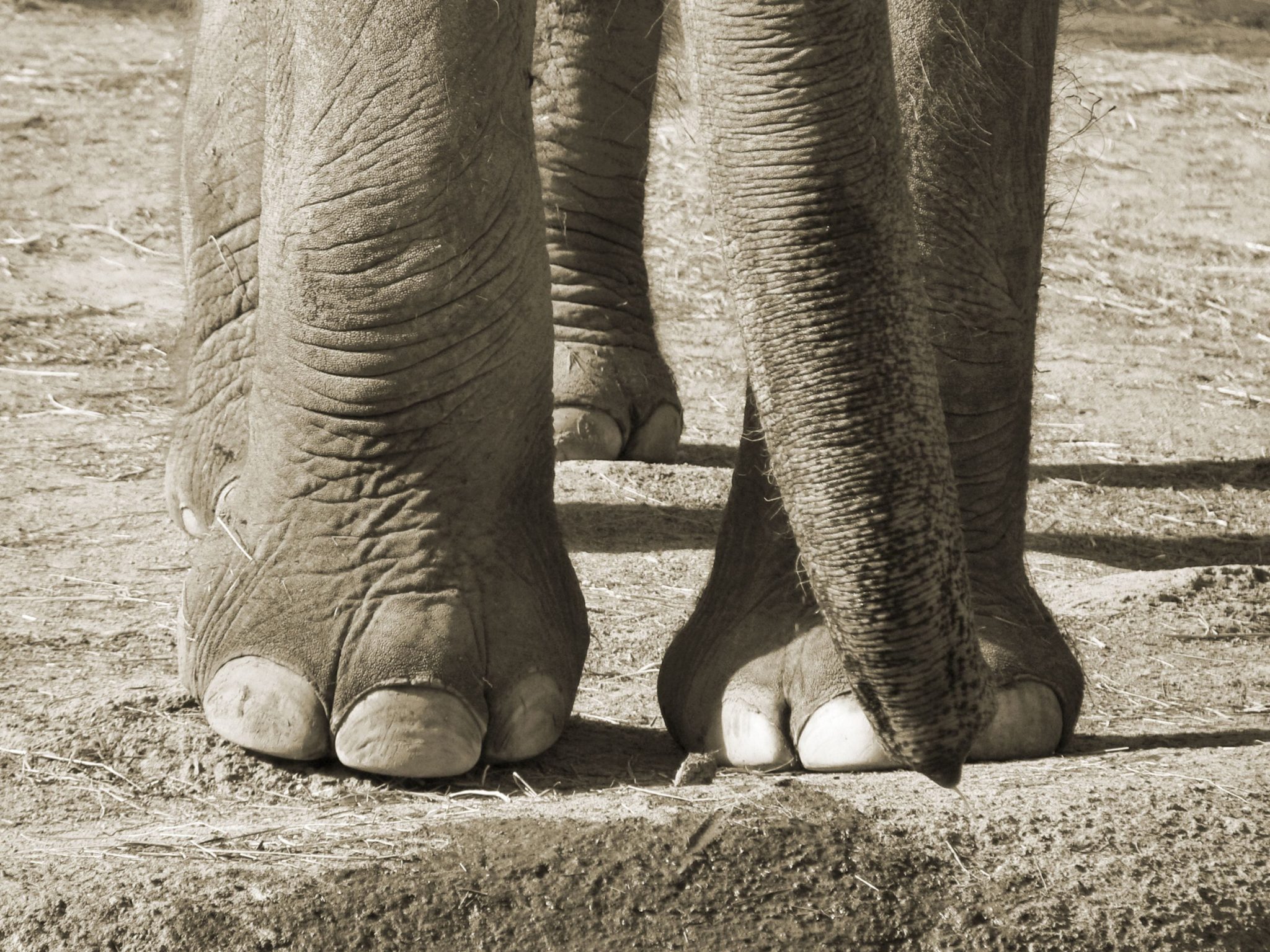 Julie and Kariba: two elephant
