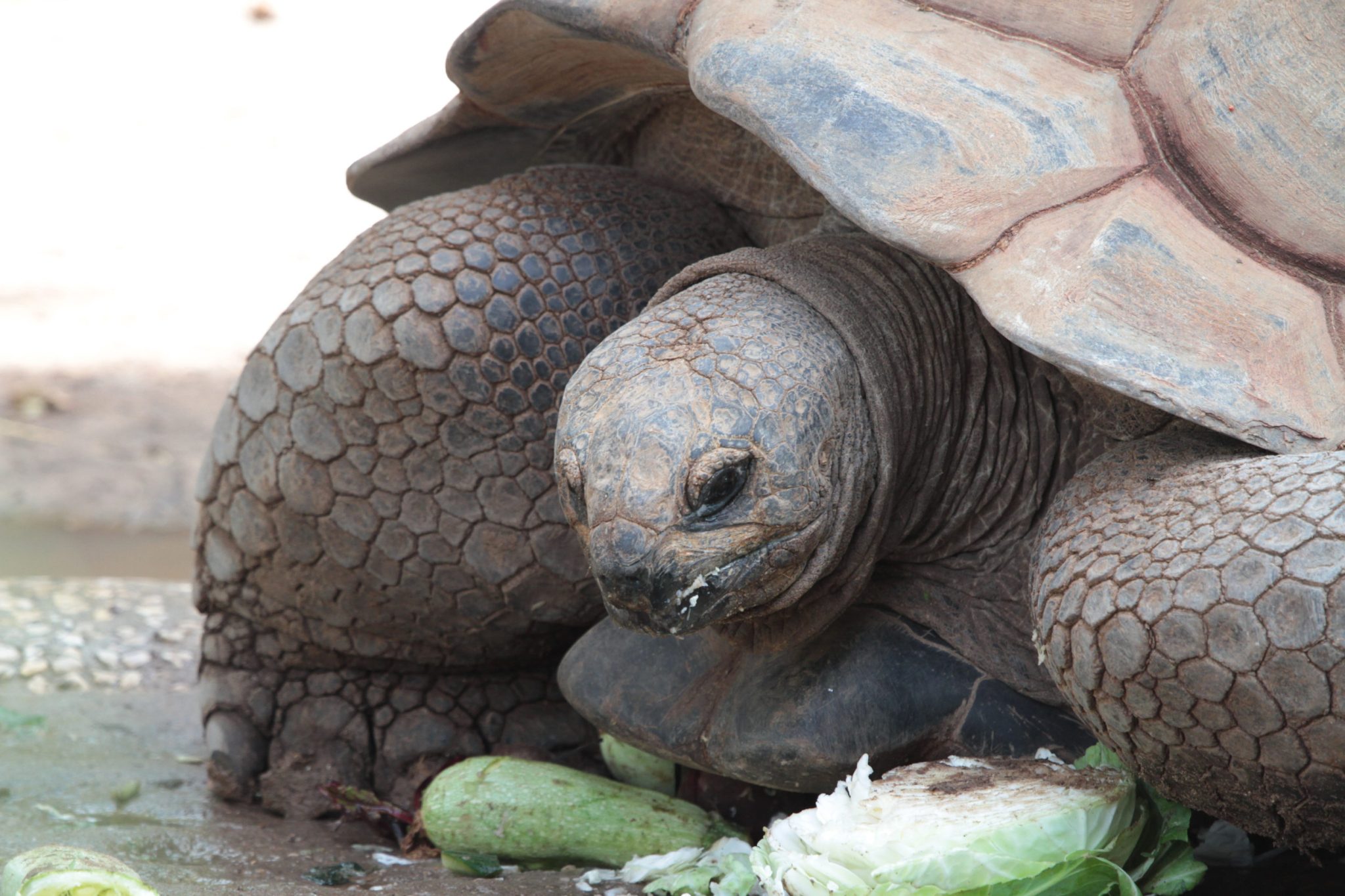 Tortoise discovered in a home 