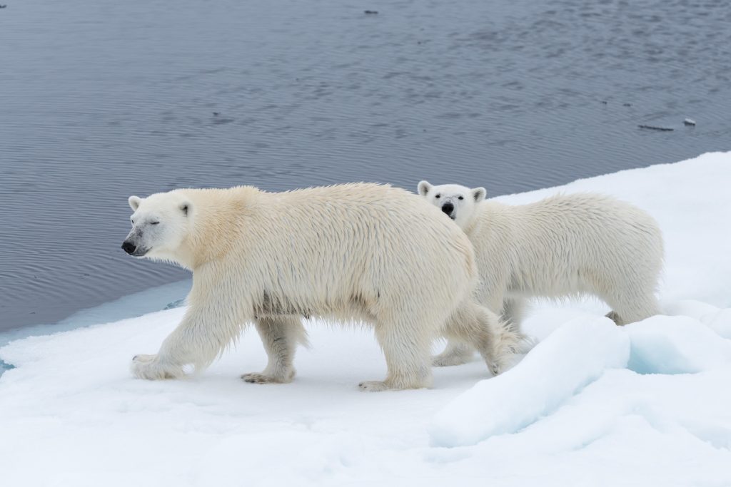 Innovative tracking technology strives to keep wild polar bears and humans apart 