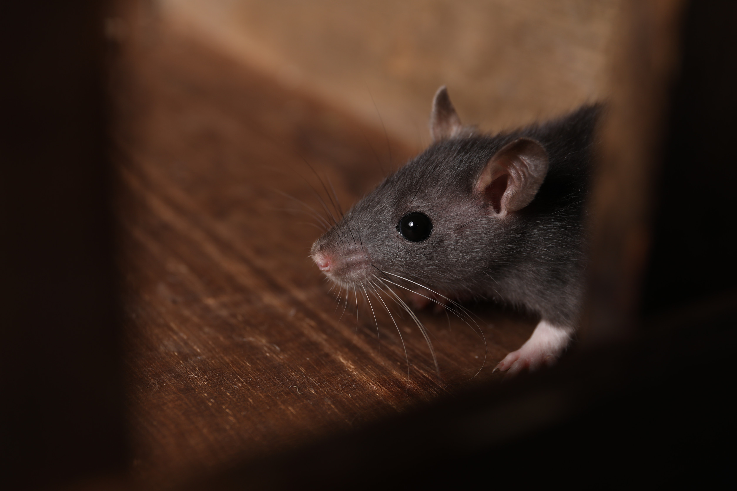 How to mouse-proof your home t