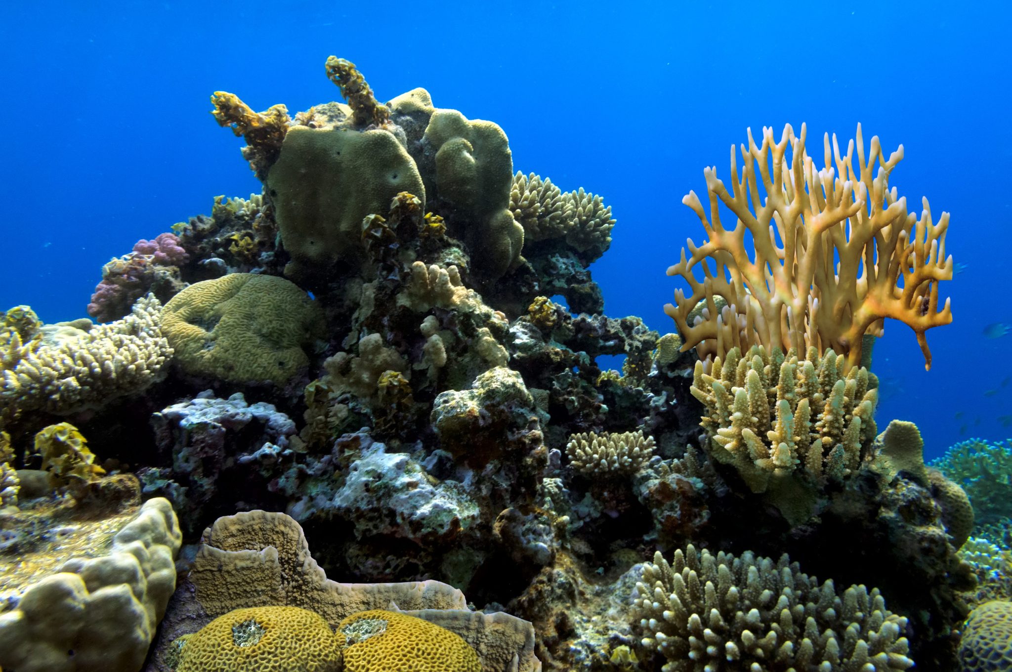 AI exposes coral reefs “sing