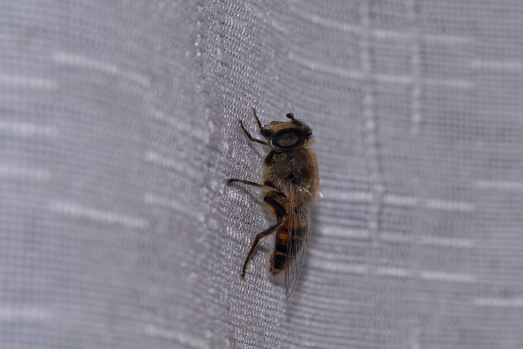 Research reveals honeybees use the same face-reading strategy as humans