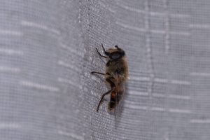 Close-up of a honeybee clinging to gray textured fabric on a pale surface.