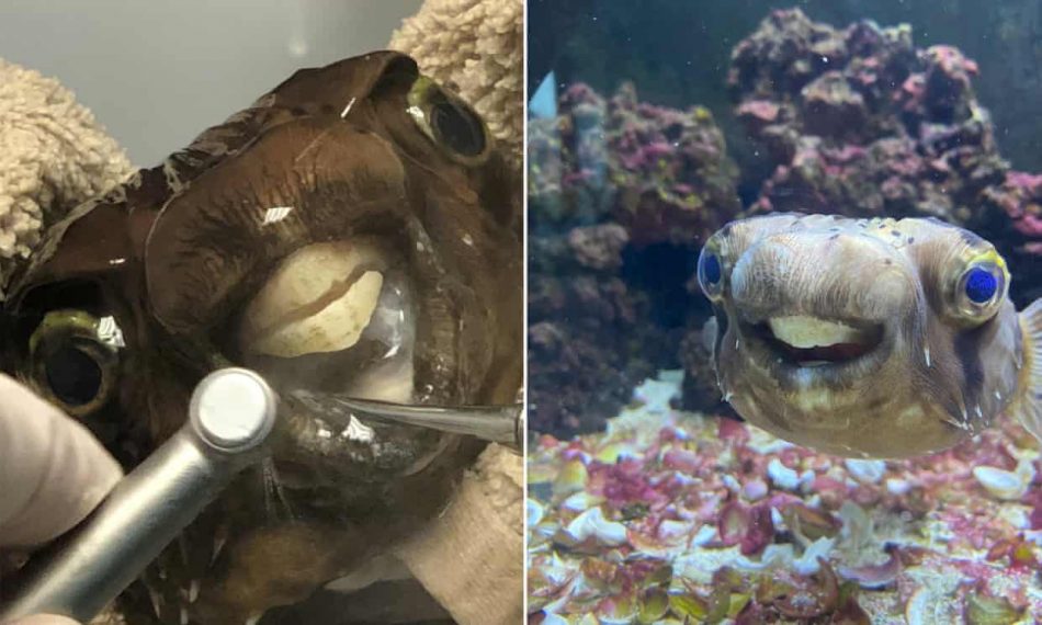 Goldie the porcupine pufferfish during and after emergency dental procedure