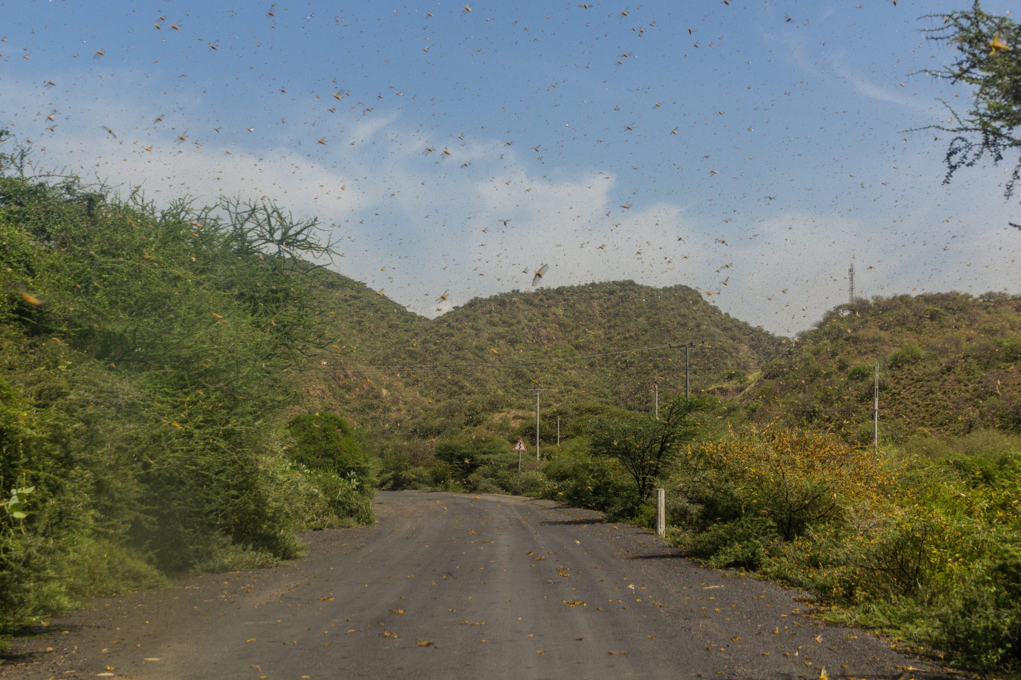 Scientists are battling locust