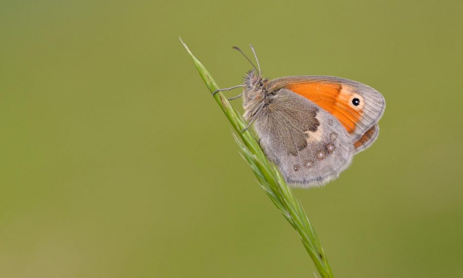 Rare heath butterfly reintrodu