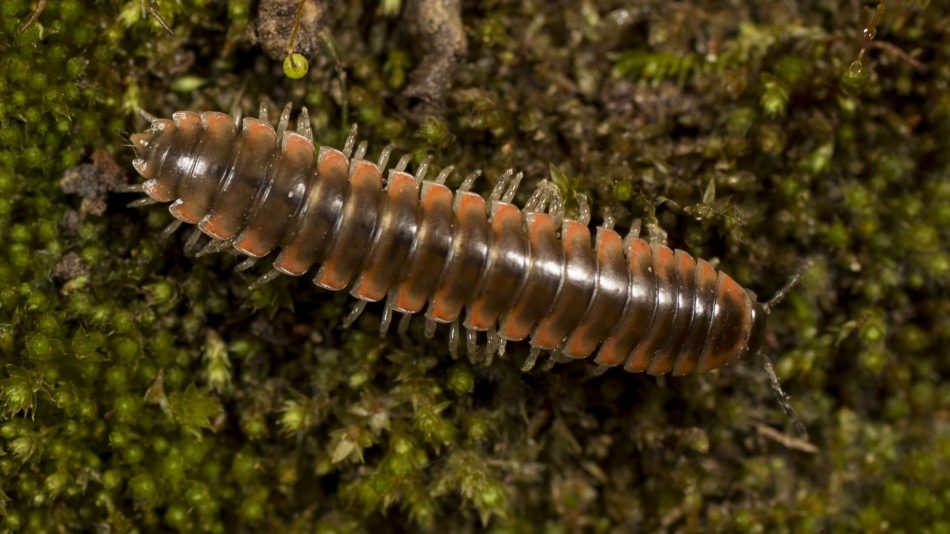 Male Nannaria swiftae, a type of twisted-claw millipede.