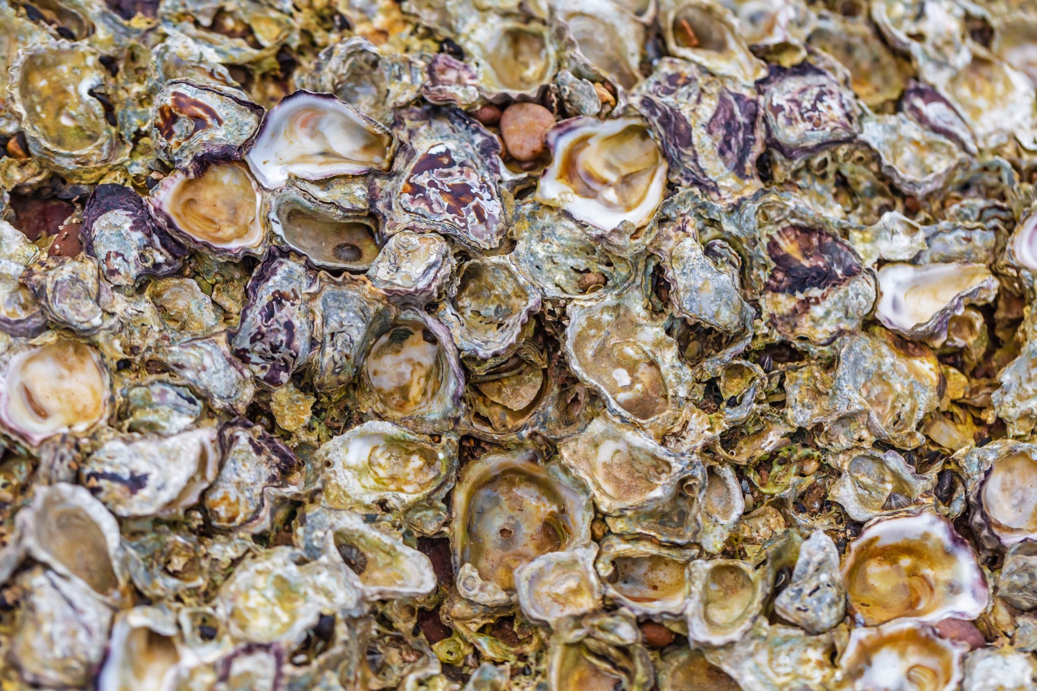 Close-up of a dense cluster of oyster shells with rough, layered surfaces in beige, brown, and purple tones.