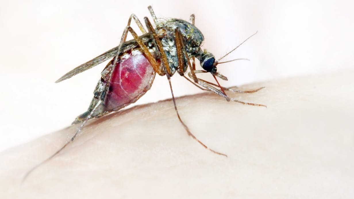 Malaria parasites killed quick
