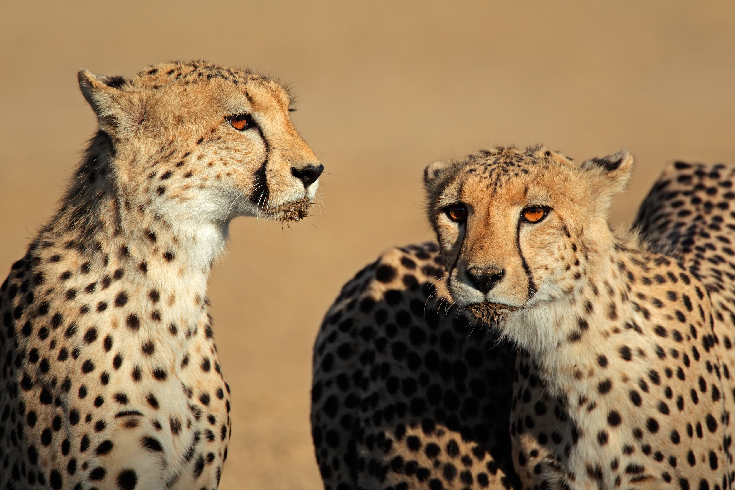 Why a cheetah sperm bank may b