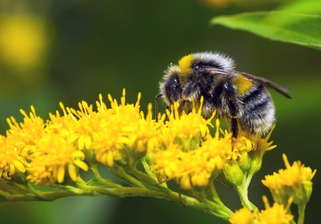 The surprising emotional life of bees: what bumblebees can teach us about contagious joy