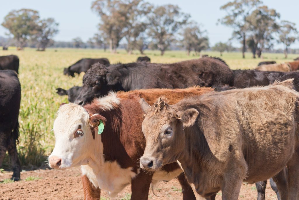 Denmark to pioneer CO2 tax on farms in a global first