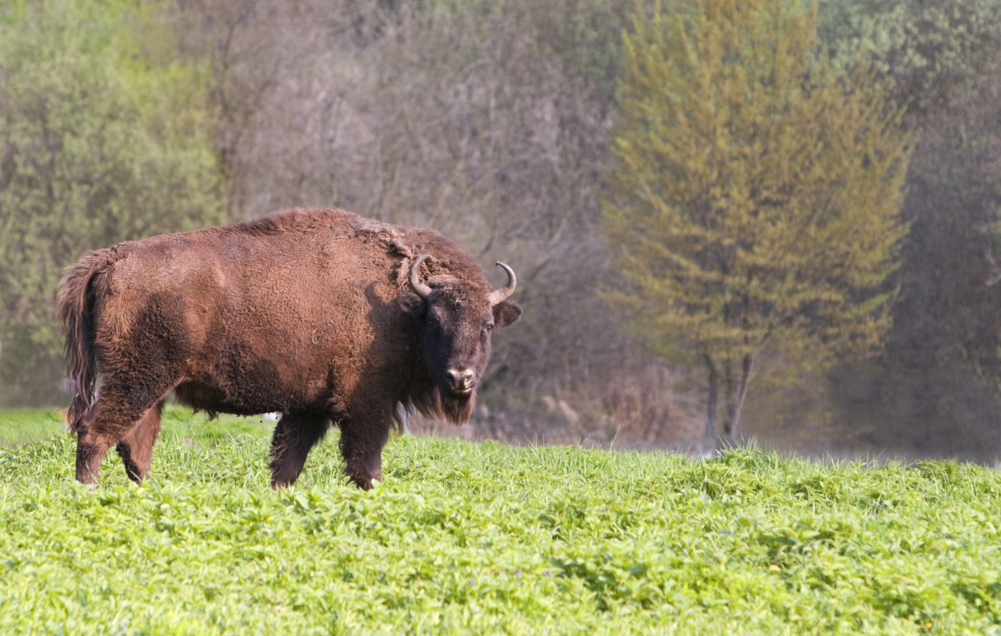 Bison return to Romania after 