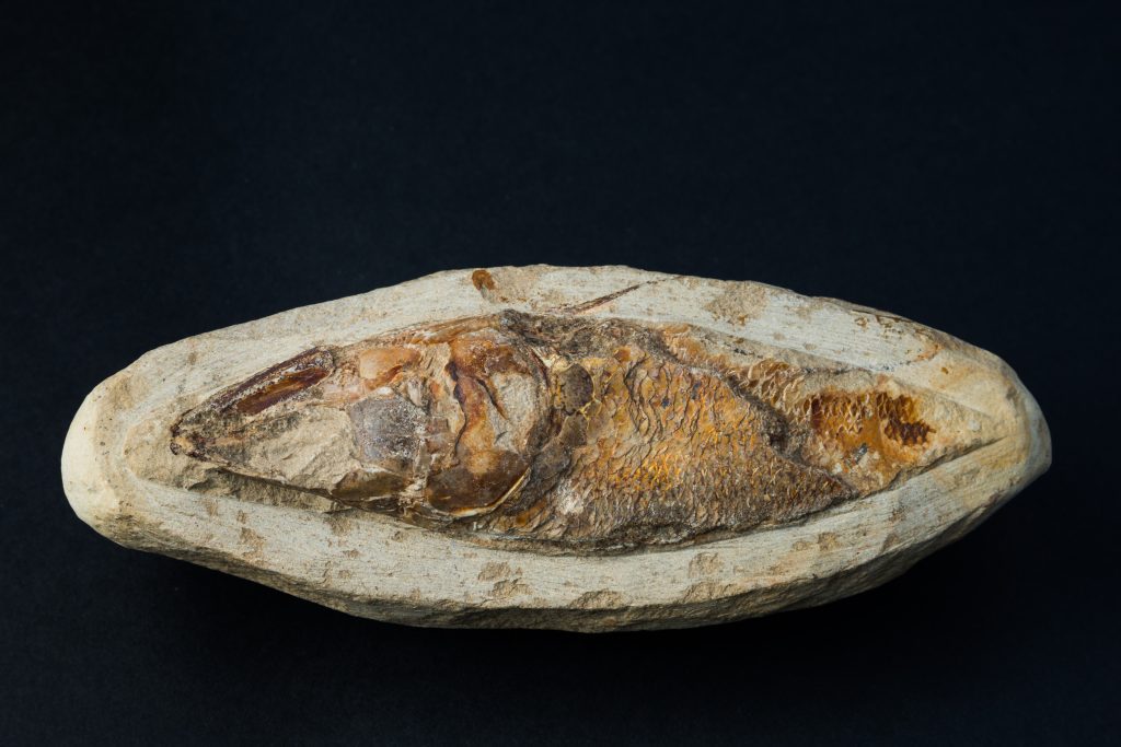 Ancient fish fossils reveal 15-million-year-old secrets in stunning detail