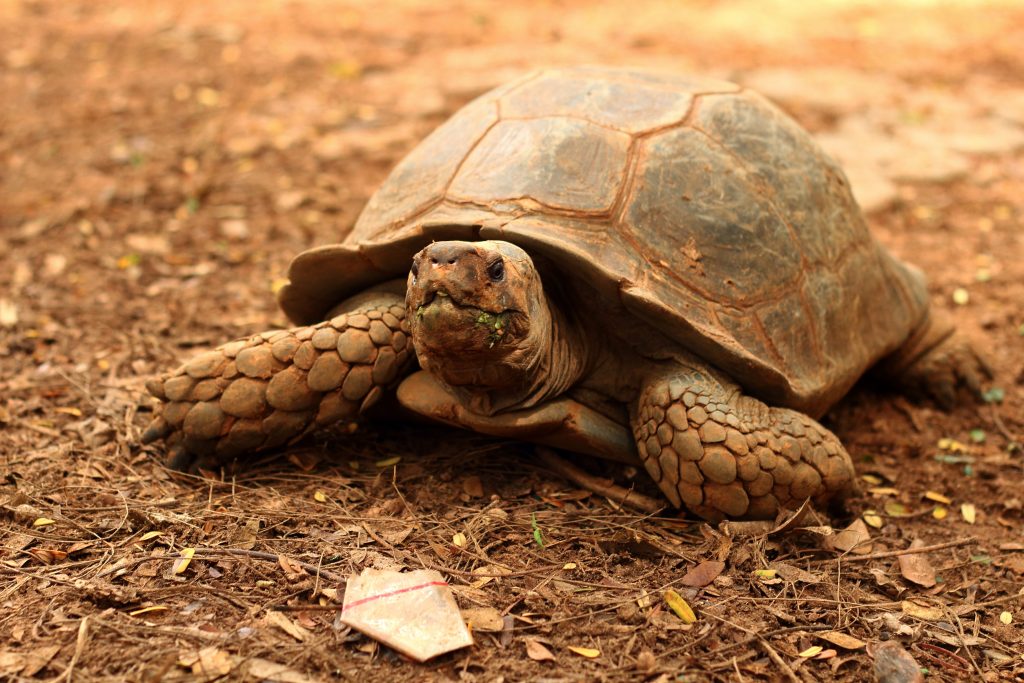 At 100 years old, this Galapagos tortoise just became a mom—and a conservation hero