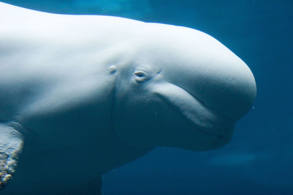 Belugas join the short list of animals who know they’re looking at themselves