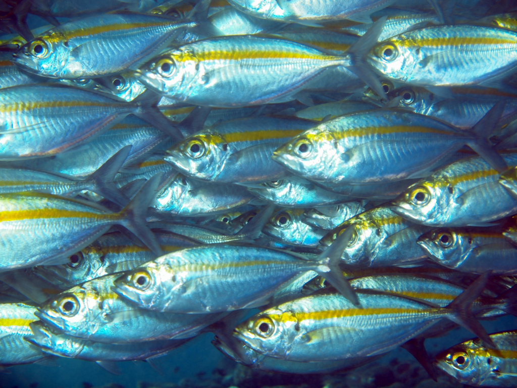 Mackerel and snapper recover as overfishing reaches all-time low