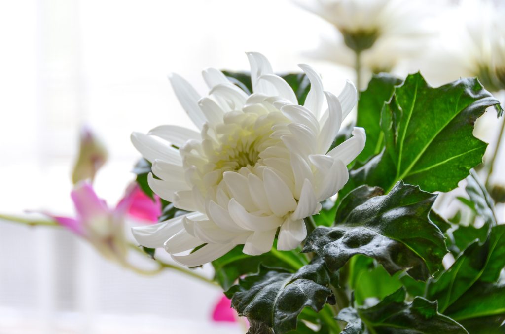 Scotland legalizes water cremation, giving families a greener third option