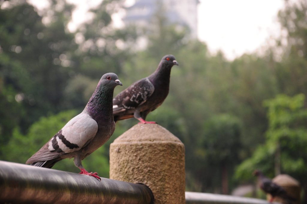 PIGEON LIVER HOLDS SECRET MAGNETIC COMPASS INSIDE