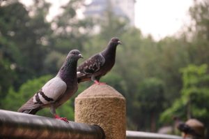Two pigeons perched on a stone post and a metal railing with a blurred green park background.