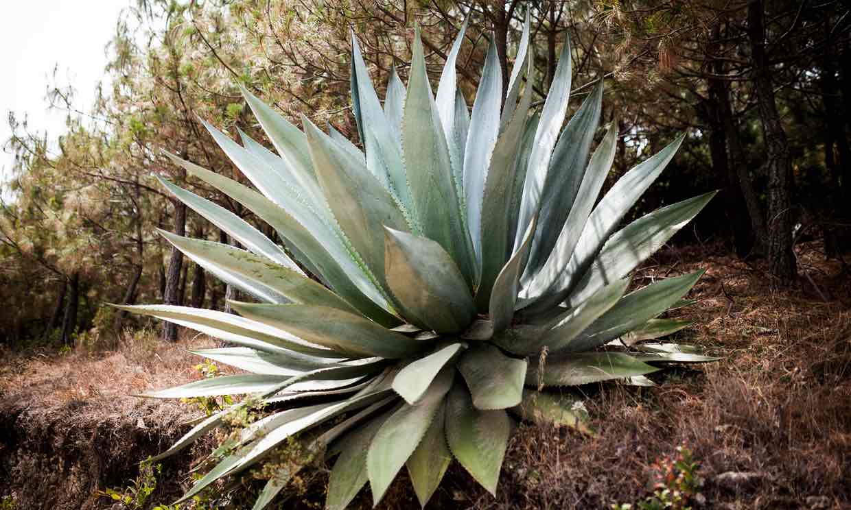 Biofuels: could agave, hemp an