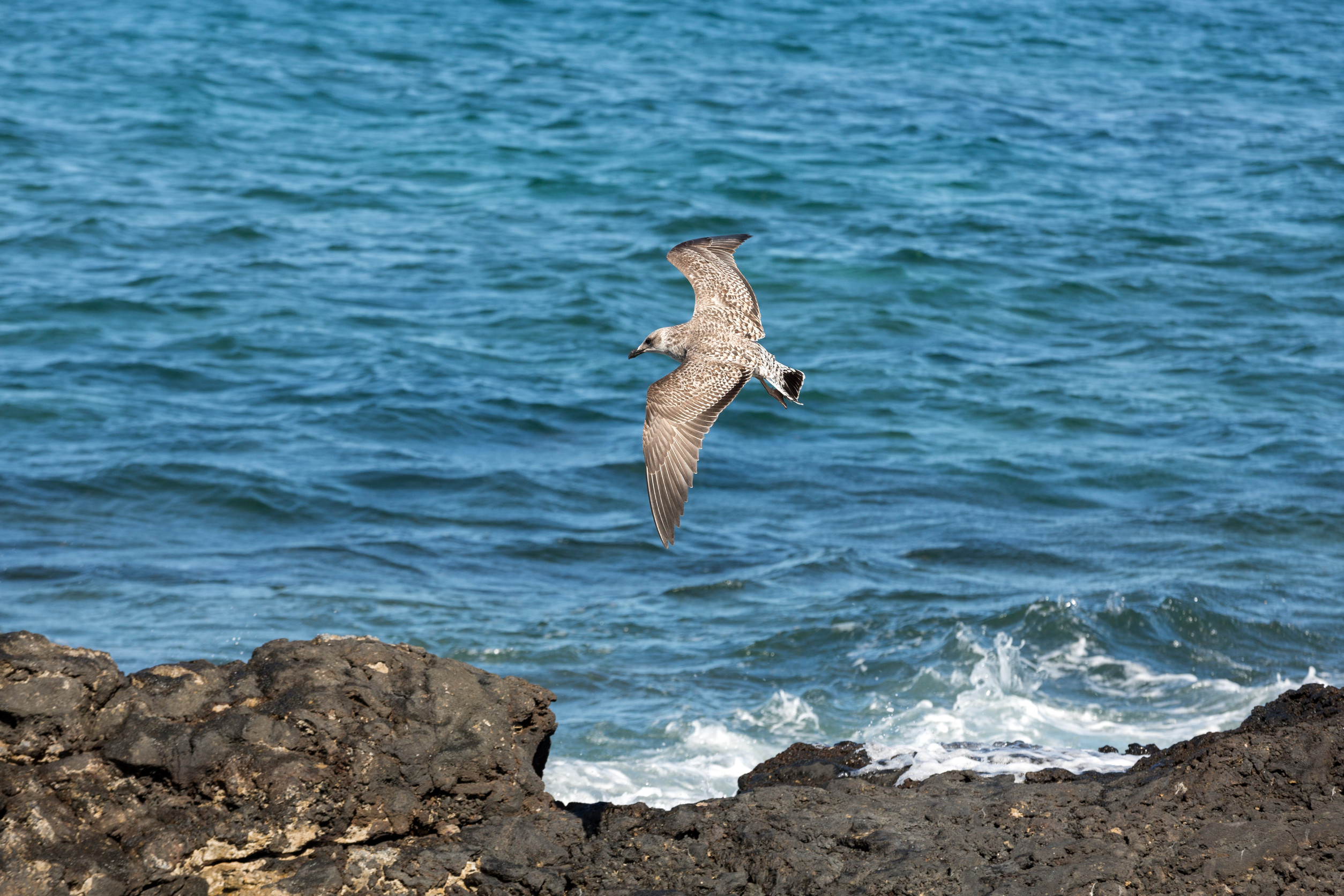 Spain expands marine protectio