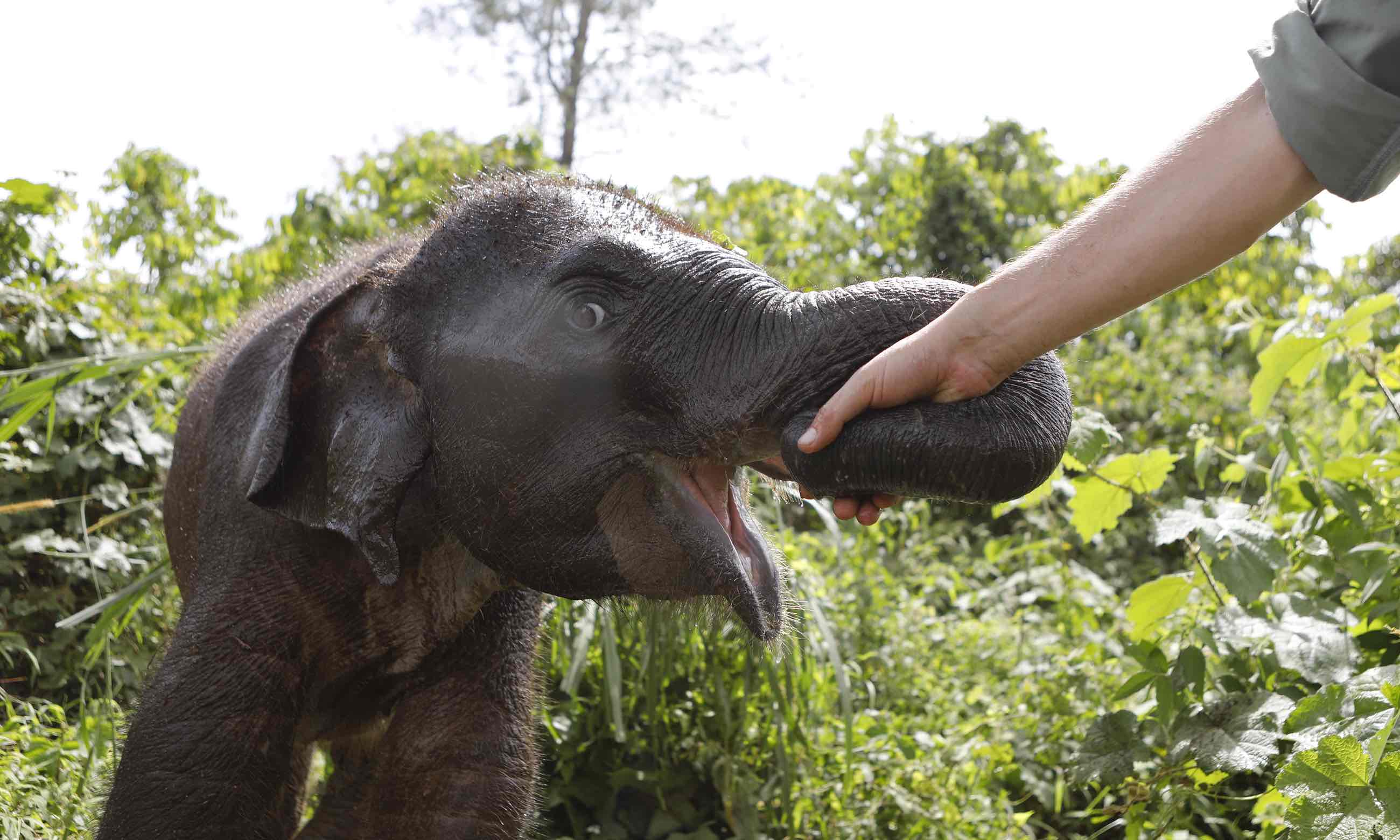 The baby elephant saved from a