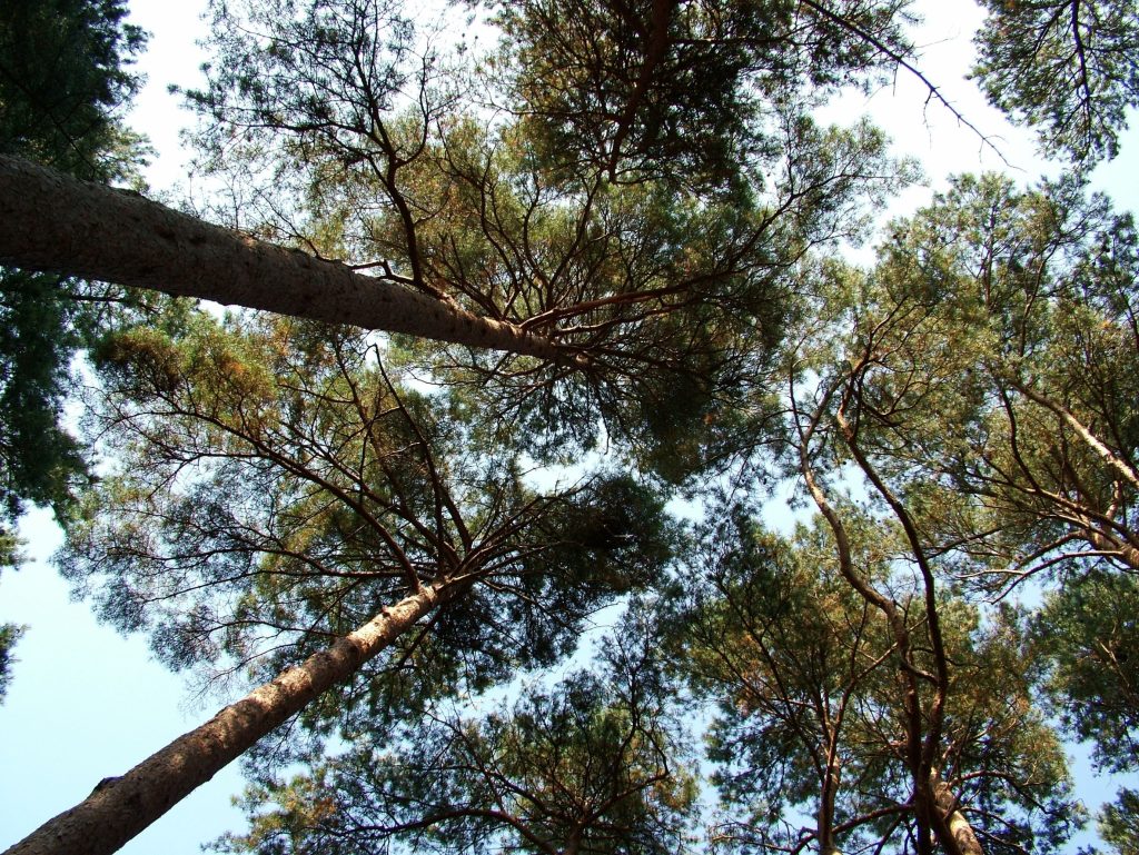 UK startup turns festival urine into forest-grade fertilizer