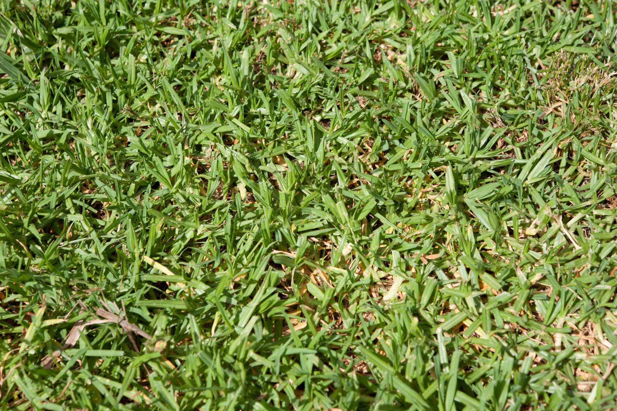 4 reasons your lawn looks thin