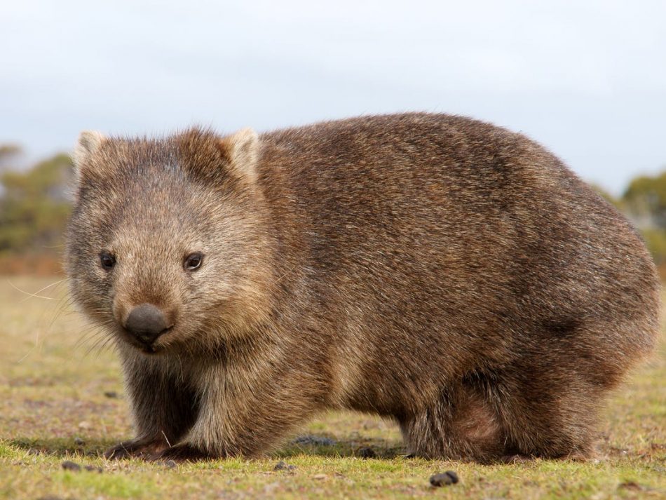 Wombats are accidentally savin