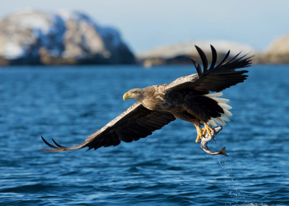 White-tailed eagles return to 