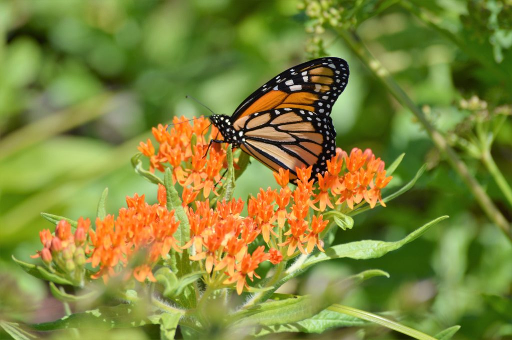 How Mexico’s conservation work brought monarchs back from the brink