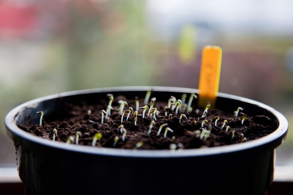 How to start seeds indoors for a thriving vegetable garden