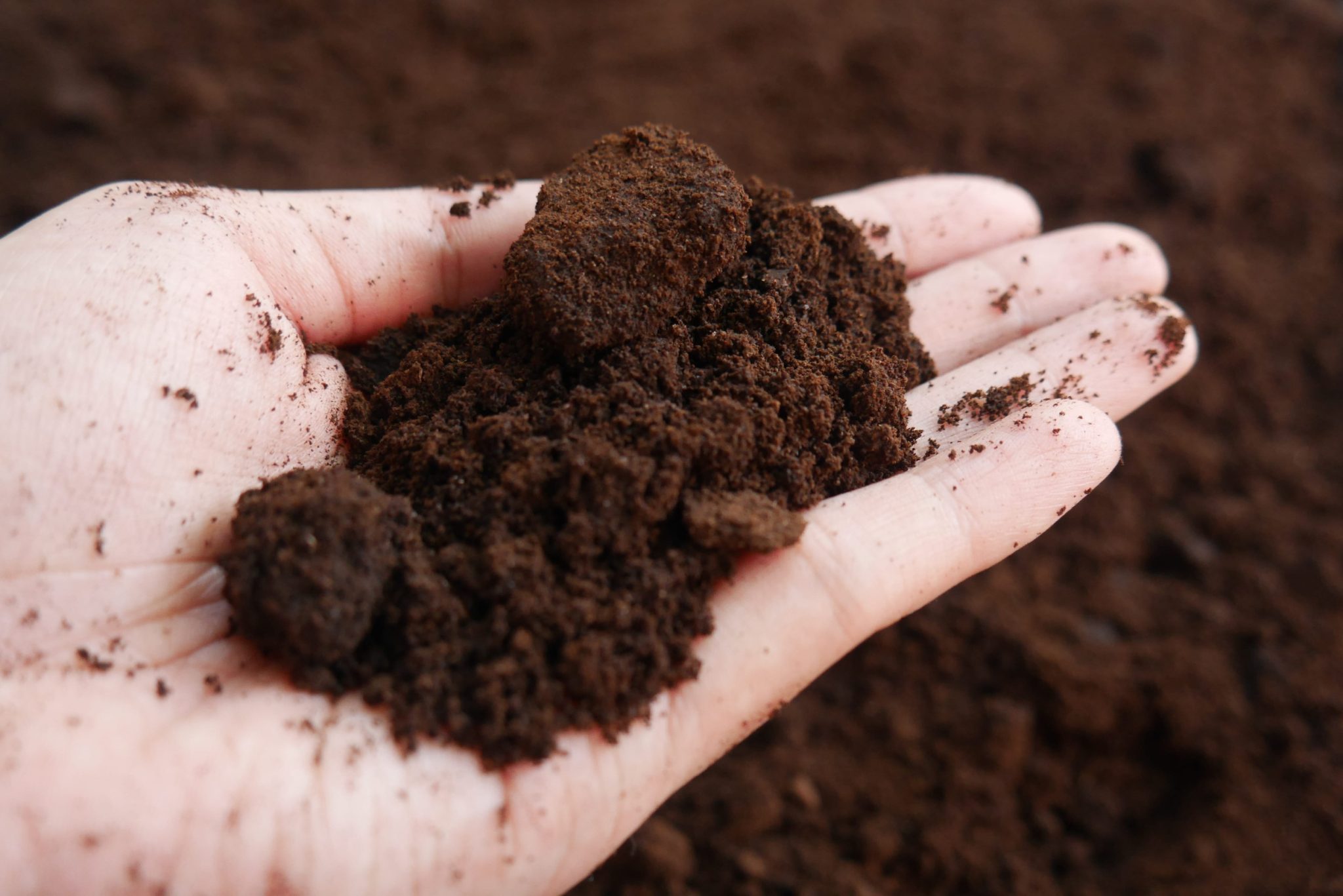 Hands holding crumbly dark brown soil or mulch, close-up view of soil texture in palm.