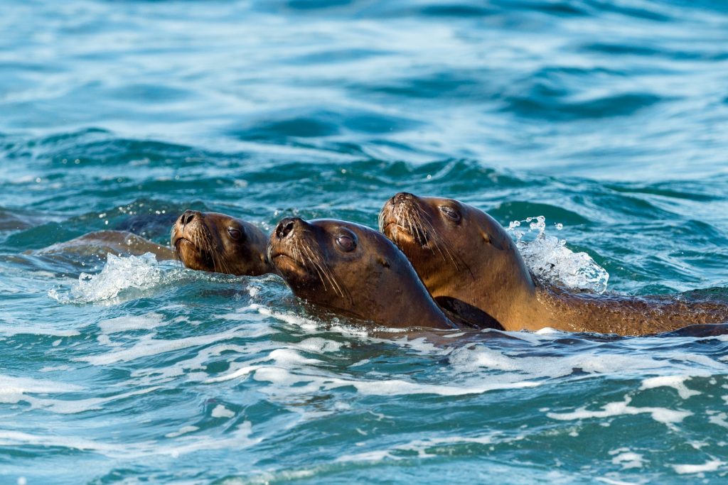 Sea lion film crew helps with ocean floor mapping and species conservation