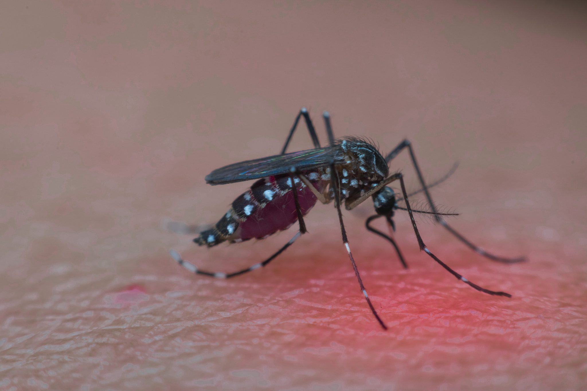 New study identifies mosquitoe