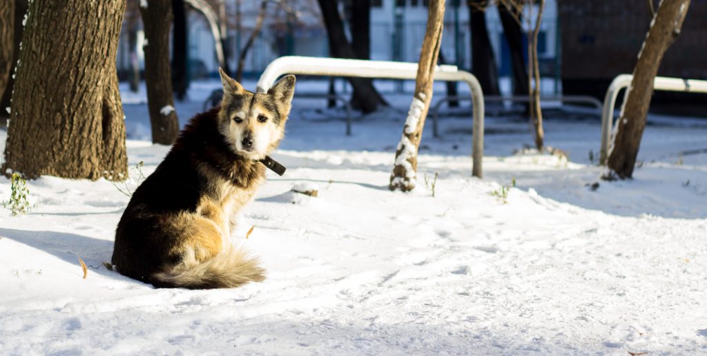 Can dogs get the winter blues? What to know about seasonal depression in pets