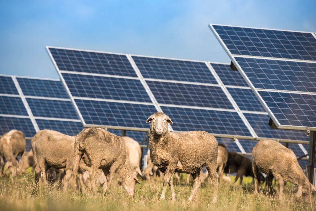 Texas blends clean energy and sustainable farming with the help of 6,000 sheep