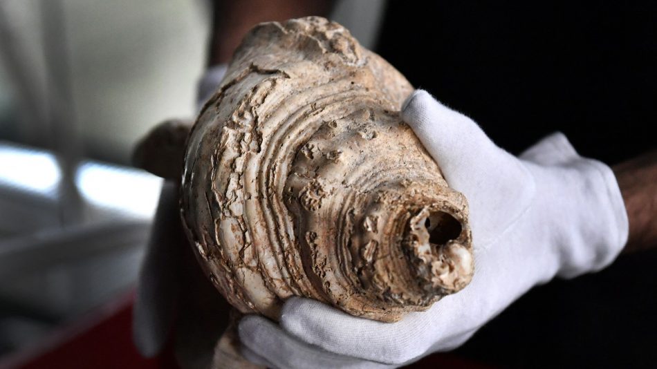 Forgotten conch shell in museu