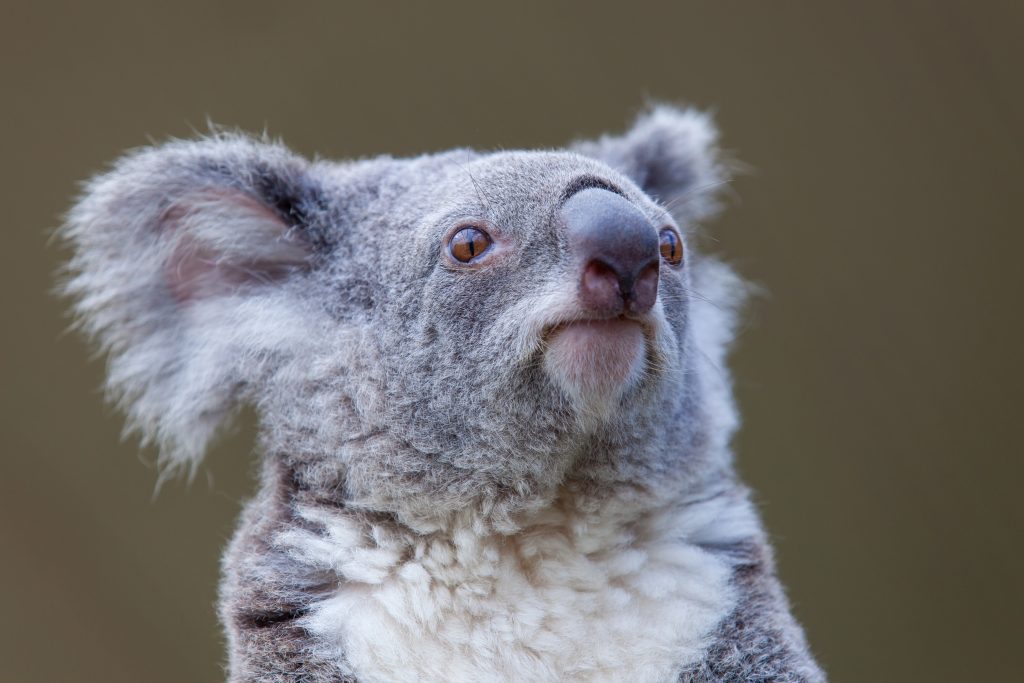 Koala comeback: new national park and vaccine offer hope for Australia’s iconic marsupial