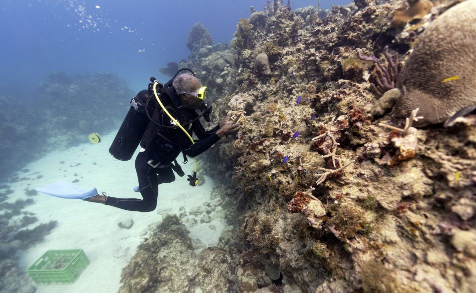 Coral gardeners are breathing 