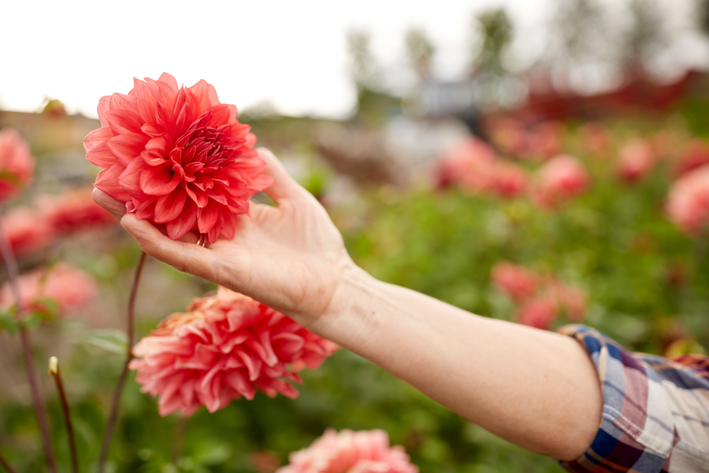 The top 5 flower trends blooming in gardens everywhere this year