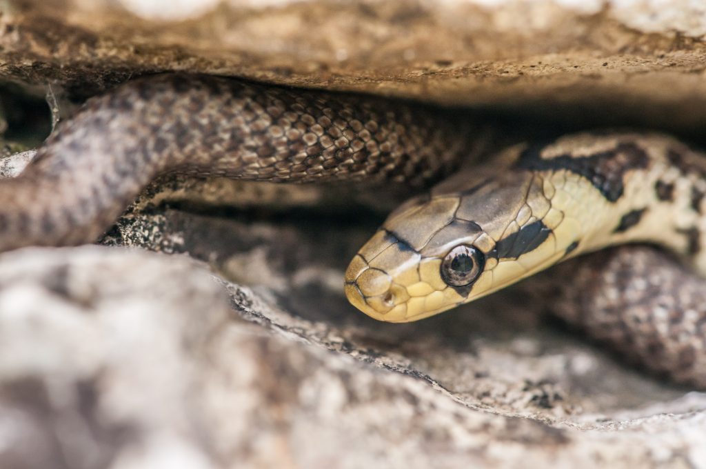 Meet the man who took 200 snake bites so science could strike back
