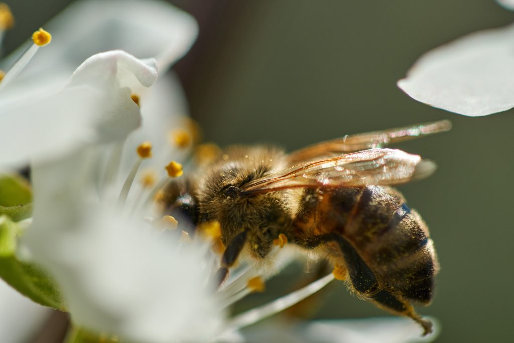 UK targets 10 percent pesticide reduction by 2030 to protect pollinators