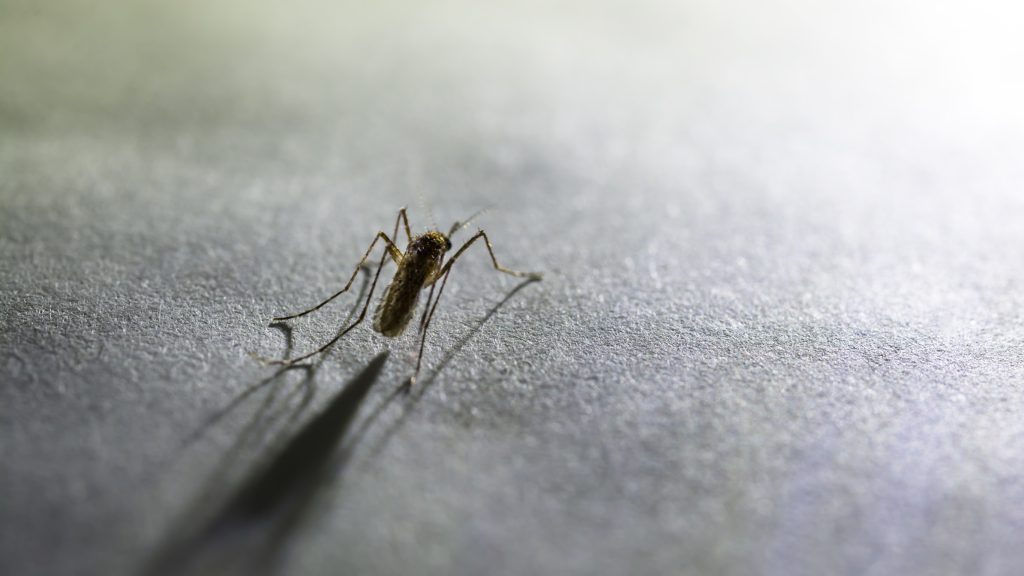 A microscopic upgrade with massive potential: scientists block malaria with a single gene edit
