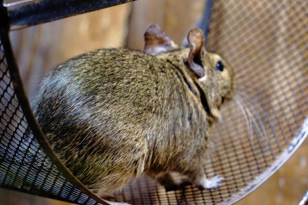Why hamsters run on wheels, according to 30 years of research