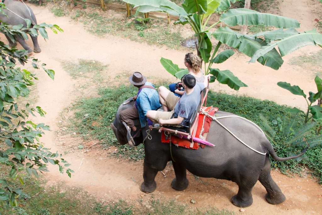Indonesia bans elephant rides nationwide in landmark move for wildlife welfare