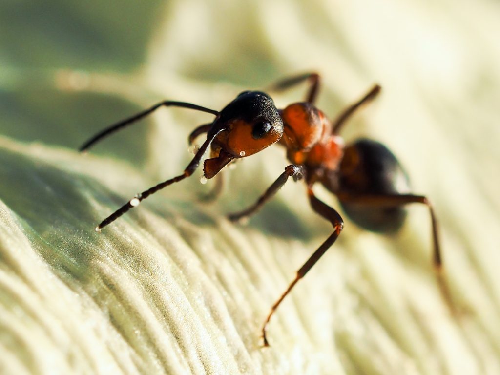 Florida carpenter ants: nature’s teeny tiny surgeons and wound care experts