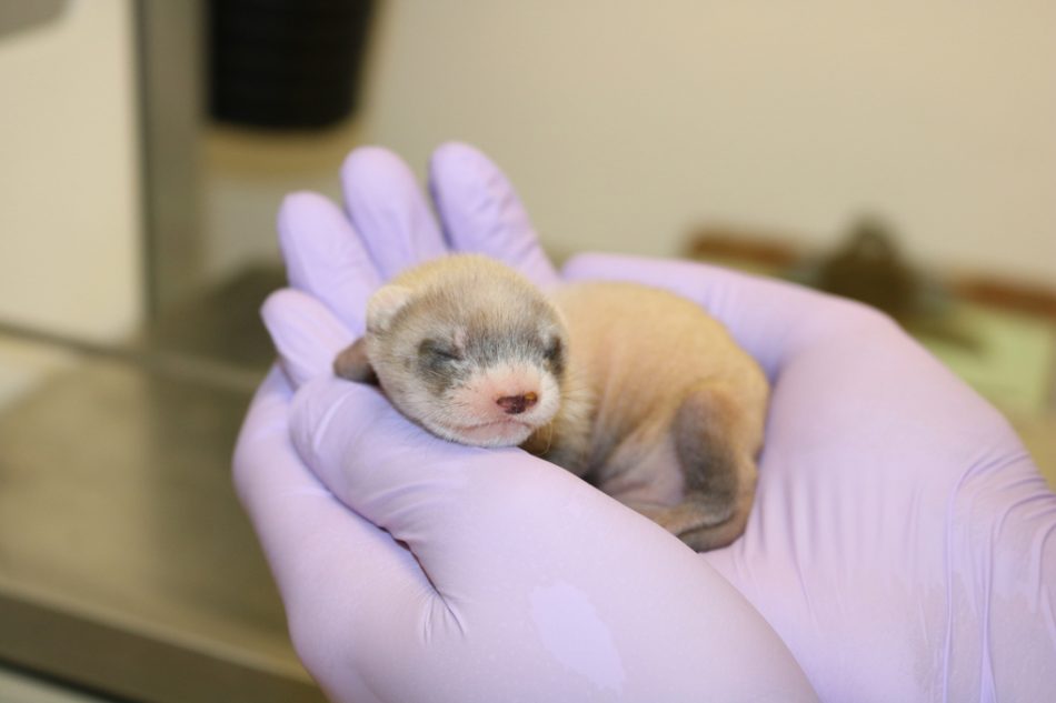 This adorable ferret is the fi